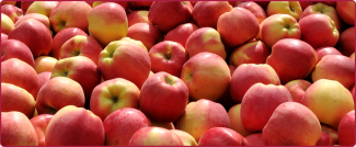 Ambrosia Apples